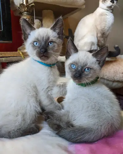 12 weeks old: Purebred Siamese kittens for sale 12 weeks old: Purebred Siamese kittens for sale