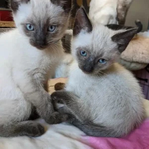 12 weeks old: Purebred Siamese kittens for sale