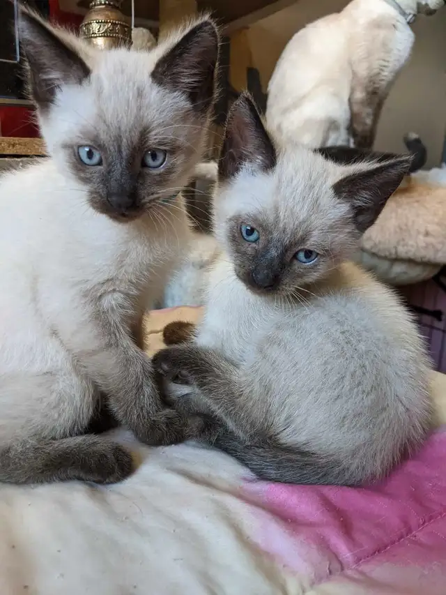 12 weeks old: Purebred Siamese kittens for sale 12 weeks old: Purebred Siamese kittens for sale