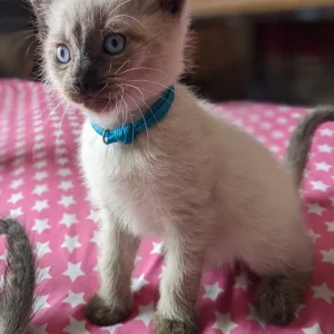 12 weeks old: Purebred Siamese kittens for sale