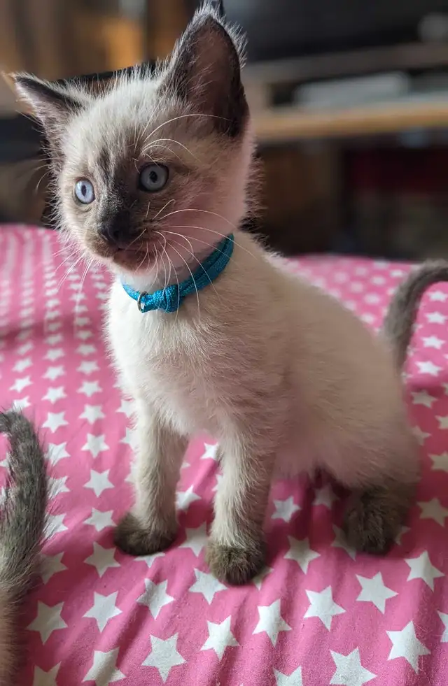 12 weeks old: Purebred Siamese kittens for sale 12 weeks old: Purebred Siamese kittens for sale