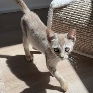 Female Singapura for sale, 3 months old