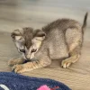 Male Singapura for sale, 10 weeks old