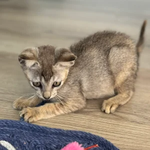 Male Singapura for sale, 10 weeks old