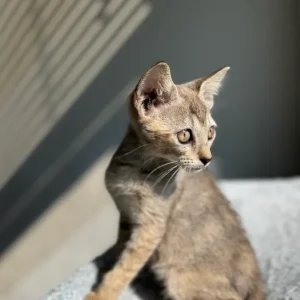 Male Singapura for sale, 10 weeks old