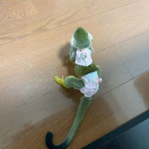 10-week-old male squirrel monkey