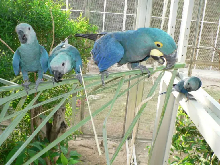 Spix's macaws for sale, 10 months old Spix's macaws for sale, 10 months old