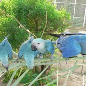Spix's macaws for sale, 10 months old