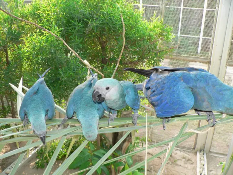 Spix's macaws for sale, 10 months old Spix's macaws for sale, 10 months old