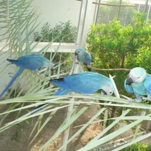 Spix's macaws for sale, 10 months old