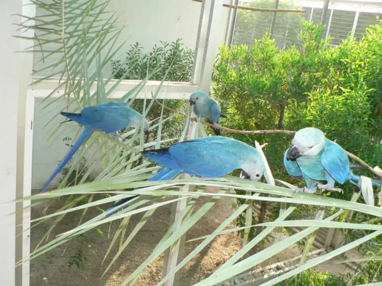 Spix's macaws for sale, 10 months old Spix's macaws for sale, 10 months old