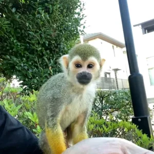 2-month-old squirrel monkey, male