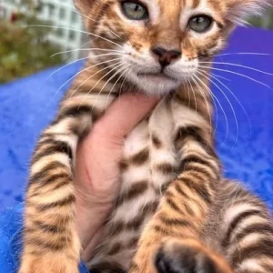 Female Toyger for sale, 12 weeks old