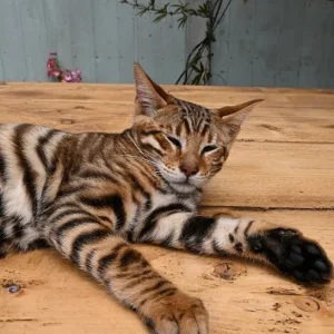 Male Toyger ready for new home