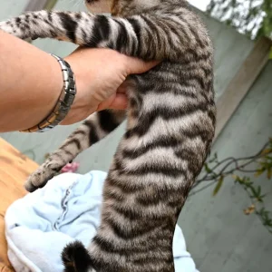 12 weeks old, Male Toyger cat available