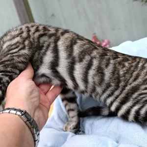 12 weeks old, Male Toyger cat available