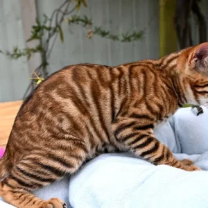 Male Toyger ready for new home