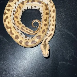 Patternless Albino Tiger Python