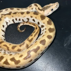 Patternless Albino Tiger Python