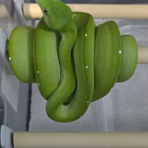 Green tree python Morelia viridis