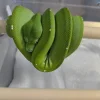 Green tree python Morelia viridis