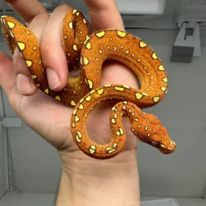 Young tree python Morelia Viridis Biak