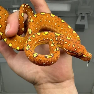 Young tree python Morelia Viridis Biak