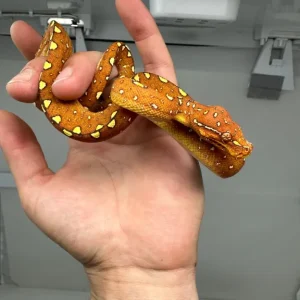 Young tree python Morelia Viridis Biak