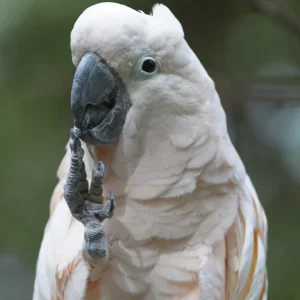 9 months old, White-crested Cockatoo for sale