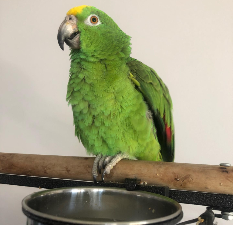 yf1 Yellow-fronted Amazon – Rocky