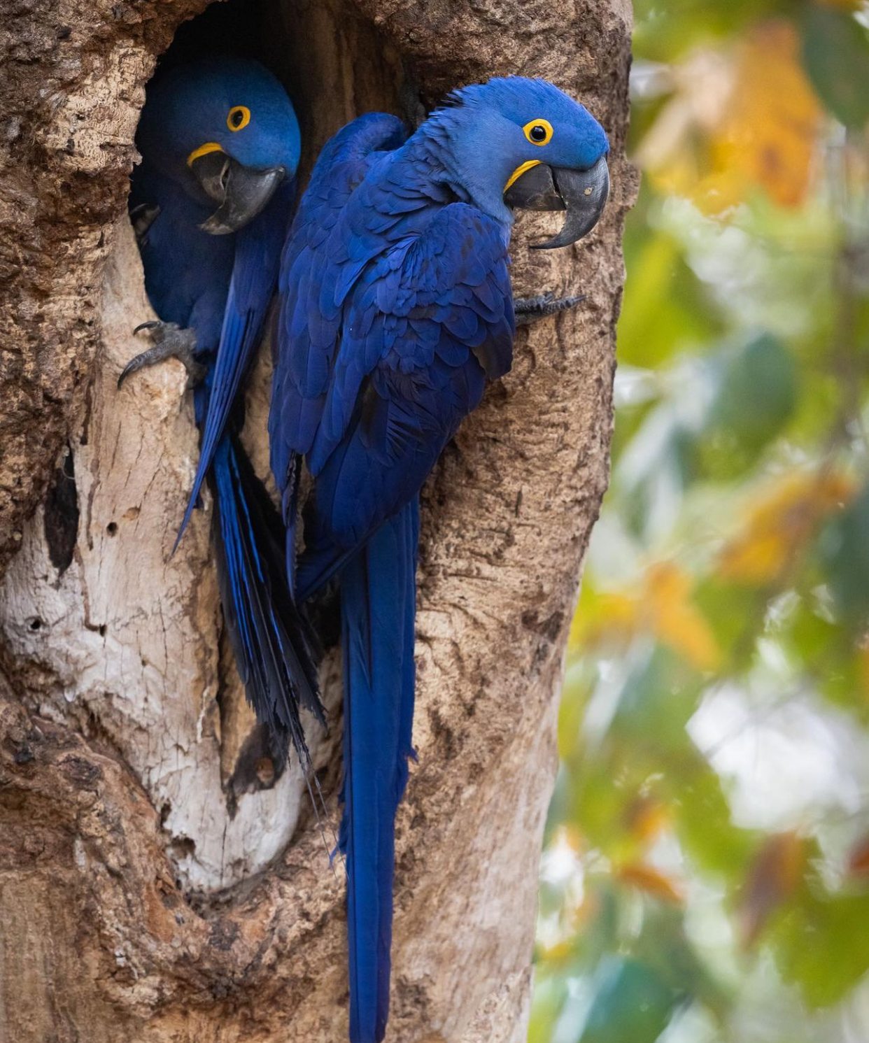 Blue macaw pair for sale, 7 months old Blue macaw pair for sale, 7 months old
