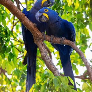 Blue macaw pair for sale, 7 months old