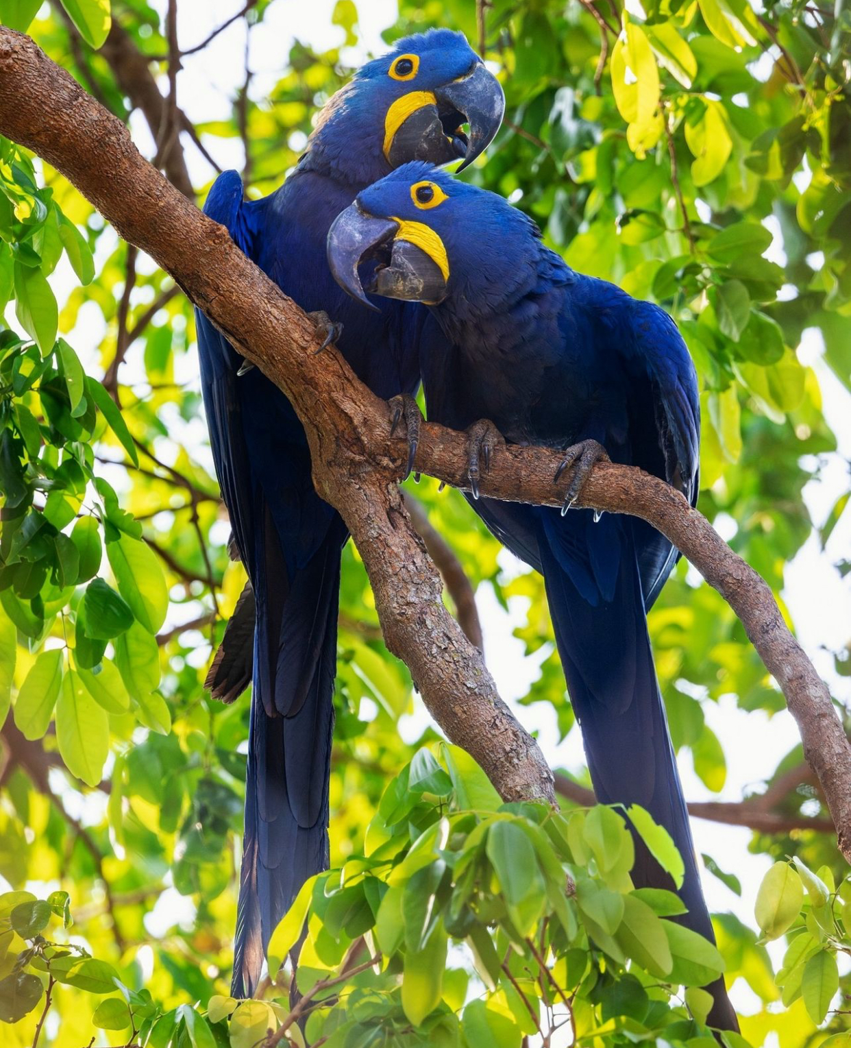 Blue macaw pair for sale, 7 months old Blue macaw pair for sale, 7 months old