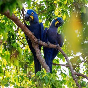 Blue macaw pair for sale, 7 months old