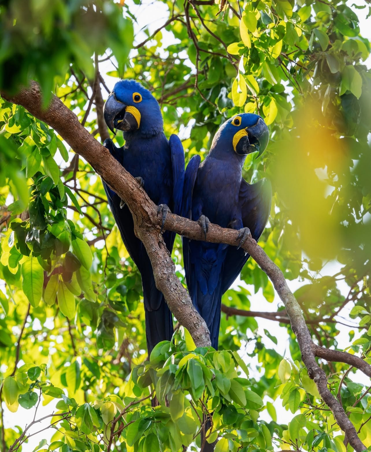 Blue macaw pair for sale, 7 months old Blue macaw pair for sale, 7 months old