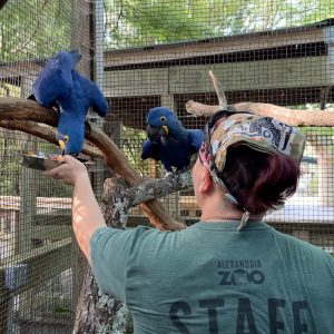 Hyacinth macaw pair for sale – 7 months old