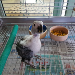 African Grey parrot babies – 6 weeks old