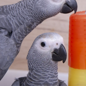 Hand-raised pair of grey parrots – 12 months old