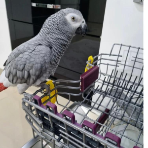 14-month-old grey parrot for sale