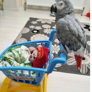 14-month-old grey parrot for sale