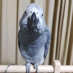 Hand-raised grey parrot for sale – 18 months old