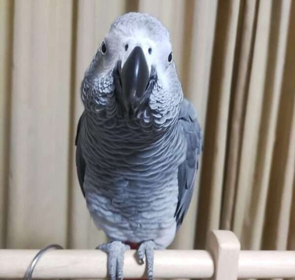 Hand-raised grey parrot for sale – 18 months old Hand-raised grey parrot for sale – 18 months old