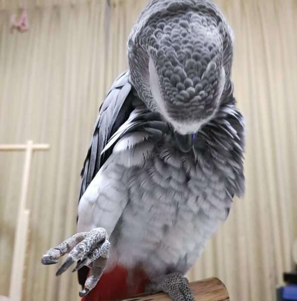 Hand-raised grey parrot for sale – 18 months old Hand-raised grey parrot for sale – 18 months old