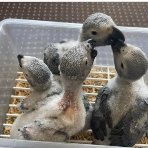 African Grey parrot babies – 6 weeks old