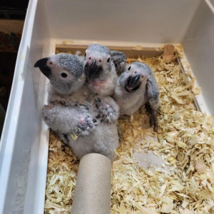 African Grey parrot babies – 6 weeks old