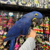 7-month-old macaw parrot for sale