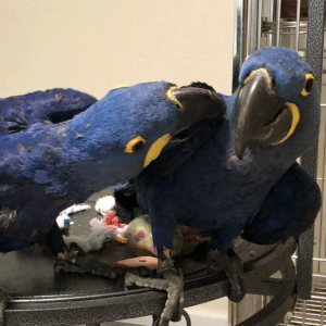 Blue macaw pair for sale – 6 months old