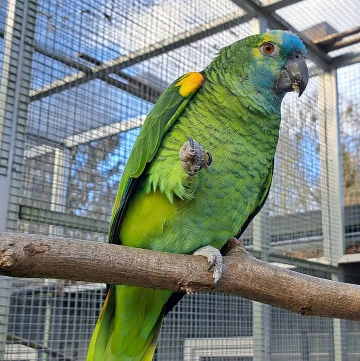 Blue-fronted Amazon parrot for sale – 14 months old Blue-fronted Amazon parrot for sale – 14 months old