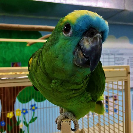 Blue-fronted Amazon parrot for sale – 14 months old Blue-fronted Amazon parrot for sale – 14 months old