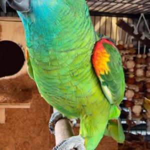14-month-old blue-fronted amazon parrot for sale